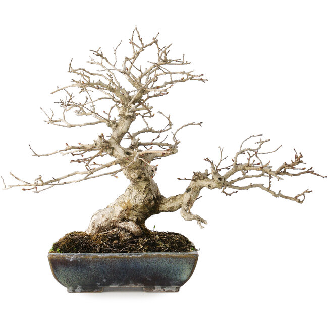 Carpinus coreana, 25 cm, ± 30 jaar oud, met een nebari van 18 cm, in een handgemaakte Japanse pot van Koyou