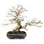 Carpinus coreana, 25 cm, ± 30 jaar oud, met een nebari van 18 cm, in een handgemaakte Japanse pot van Koyou