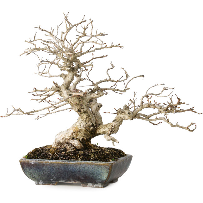 Carpinus coreana, 25 cm, ± 30 Jahre alt, mit einem Nebari von 18 cm, in einem handgefertigten japanischen Topf von Koyou