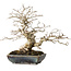 Carpinus coreana, 25 cm, ± 30 ans, avec un nebari de 18 cm, dans un pot japonais fait main par Koyou