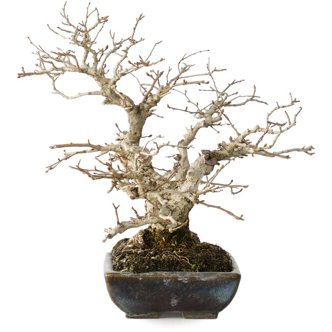 Carpinus coreana, 25 cm, ± 30 ans, avec un nebari de 18 cm, dans un pot japonais fait main par Koyou