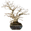 Carpinus coreana, 25 cm, ± 30 jaar oud, met een nebari van 18 cm, in een handgemaakte Japanse pot van Koyou
