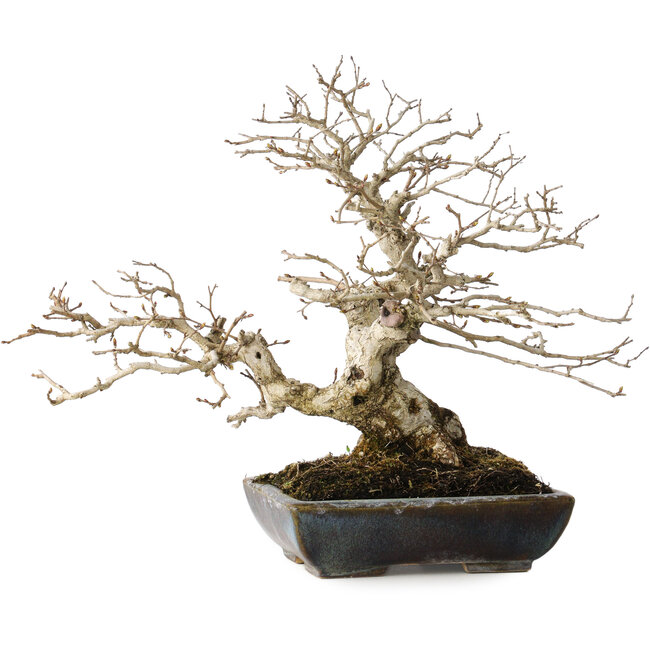 Carpinus coreana, 25 cm, ± 30 years old, with a nebari of 18 cm, in a handmade Japanese pot by Koyou