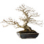 Carpinus coreana, 25 cm, ± 30 jaar oud, met een nebari van 18 cm, in een handgemaakte Japanse pot van Koyou