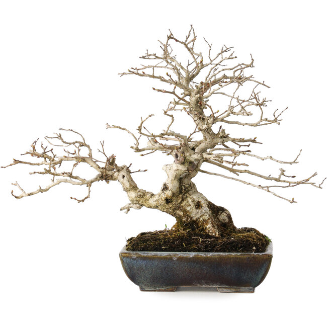 Carpinus coreana, 25 cm, ± 30 años, con un nebari de 18 cm, en una maceta japonesa hecha a mano por Koyou