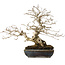 Carpinus coreana, 25 cm, ± 30 jaar oud, met een nebari van 18 cm, in een handgemaakte Japanse pot van Koyou