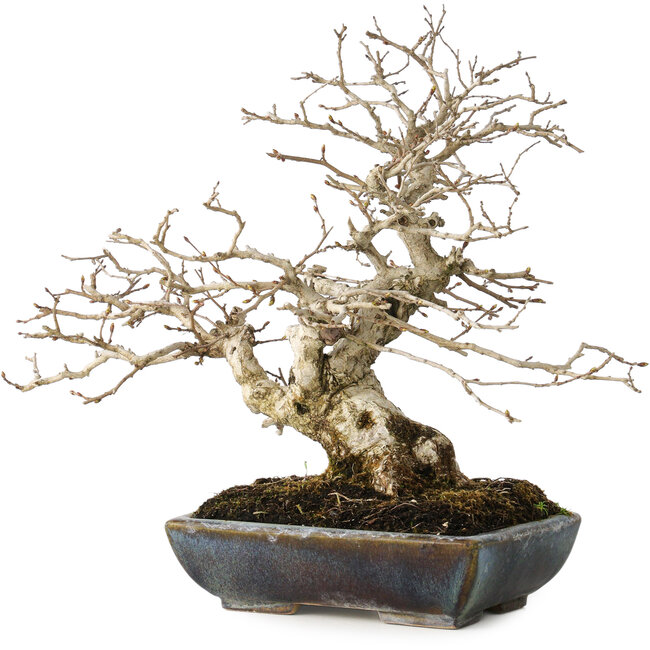 Carpinus coreana, 25 cm, ± 30 años, con un nebari de 18 cm, en una maceta japonesa hecha a mano por Koyou