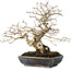 Carpinus coreana, 25 cm, ± 30 ans, avec un nebari de 18 cm, dans un pot japonais fait main par Koyou