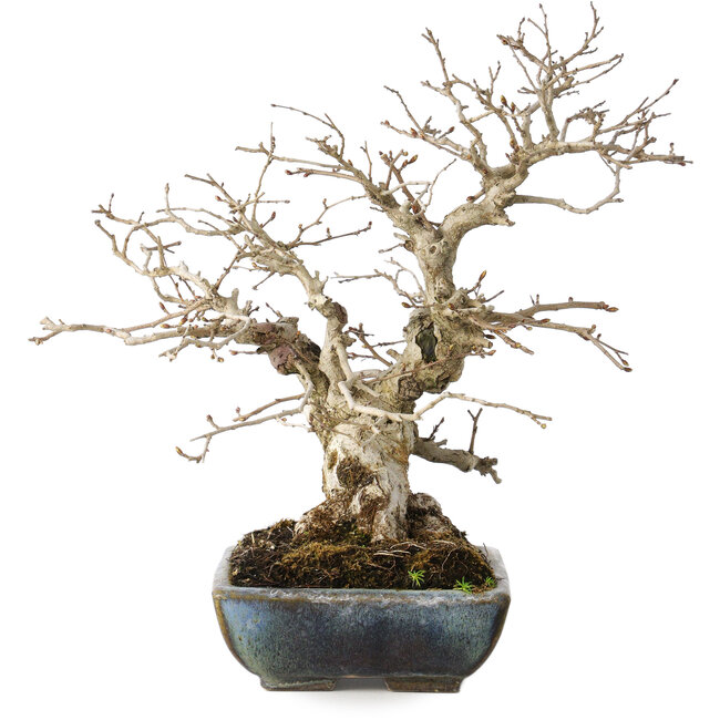 Carpinus coreana, 25 cm, ± 30 años, con un nebari de 18 cm, en una maceta japonesa hecha a mano por Koyou