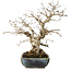 Carpinus coreana, 25 cm, ± 30 ans, avec un nebari de 18 cm, dans un pot japonais fait main par Koyou