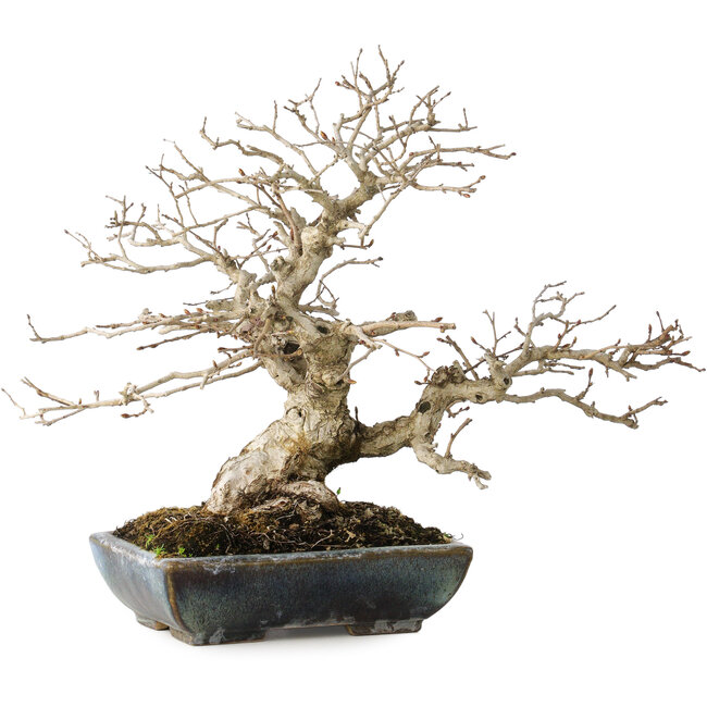 Carpinus coreana, 25 cm, ± 30 años, con un nebari de 18 cm, en una maceta japonesa hecha a mano por Koyou