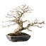 Carpinus coreana, 25 cm, ± 30 jaar oud, met een nebari van 18 cm, in een handgemaakte Japanse pot van Koyou
