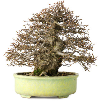 Shuhou Carpinus coreana, 23 cm, ± 50 jaar oud