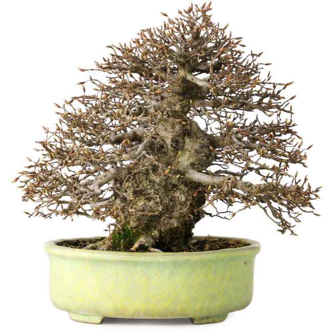 Carpinus coreana, 23 cm, ± 50 anni, con un nebari di 12 cm, in un vaso giapponese fatto a mano da Shuhou