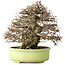 Carpinus coreana, 23 cm, ± 50 ans, avec un nebari de 12 cm, dans un pot japonais fait main par Shuhou