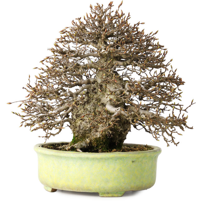 Carpinus coreana, 23 cm, ± 50 jaar oud, met een nebari van 12 cm, in een handgemaakte Japanse pot van Shuhou