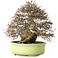 Carpinus coreana, 23 cm, ± 50 ans, avec un nebari de 12 cm, dans un pot japonais fait main par Shuhou