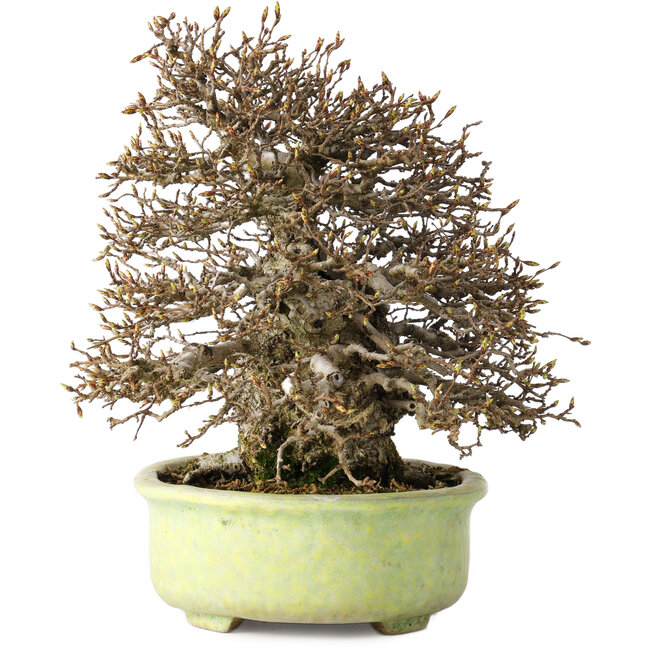 Carpinus coreana, 23 cm, ± 50 ans, avec un nebari de 12 cm, dans un pot japonais fait main par Shuhou