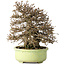 Carpinus coreana, 23 cm, ± 50 jaar oud, met een nebari van 12 cm, in een handgemaakte Japanse pot van Shuhou