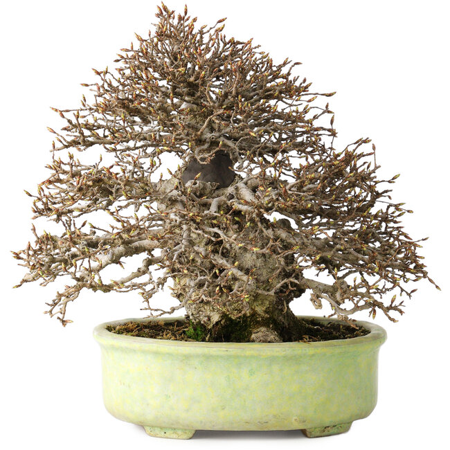 Carpinus coreana, 23 cm, ± 50 jaar oud, met een nebari van 12 cm, in een handgemaakte Japanse pot van Shuhou