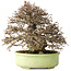 Carpinus coreana, 23 cm, ± 50 anni, con un nebari di 12 cm, in un vaso giapponese fatto a mano da Shuhou
