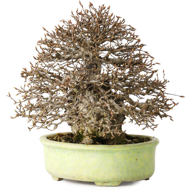 Carpinus coreana, 23 cm, ± 50 Jahre alt, mit einem Nebari von 12 cm, in einem handgefertigten japanischen Topf von Shuhou