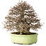 Carpinus coreana, 23 cm, ± 50 anni, con un nebari di 12 cm, in un vaso giapponese fatto a mano da Shuhou