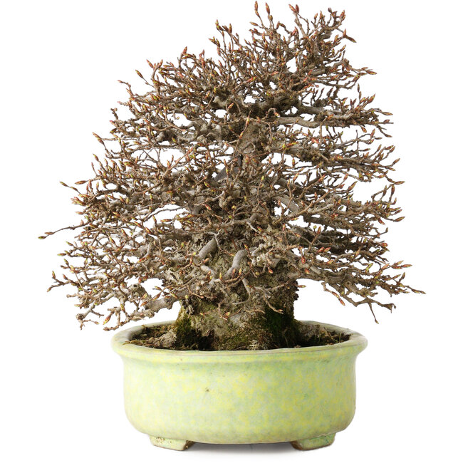 Carpinus coreana, 23 cm, ± 50 años, con un nebari de 12 cm, en una maceta japonesa hecha a mano por Shuhou