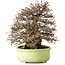Carpinus coreana, 23 cm, ± 50 ans, avec un nebari de 12 cm, dans un pot japonais fait main par Shuhou