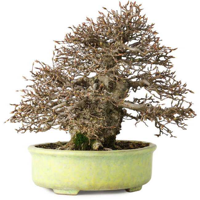 Carpinus coreana, 23 cm, ± 50 ans, avec un nebari de 12 cm, dans un pot japonais fait main par Shuhou