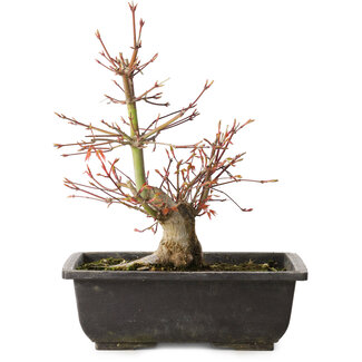 Acer palmatum, 26 cm, ± 15 jaar oud