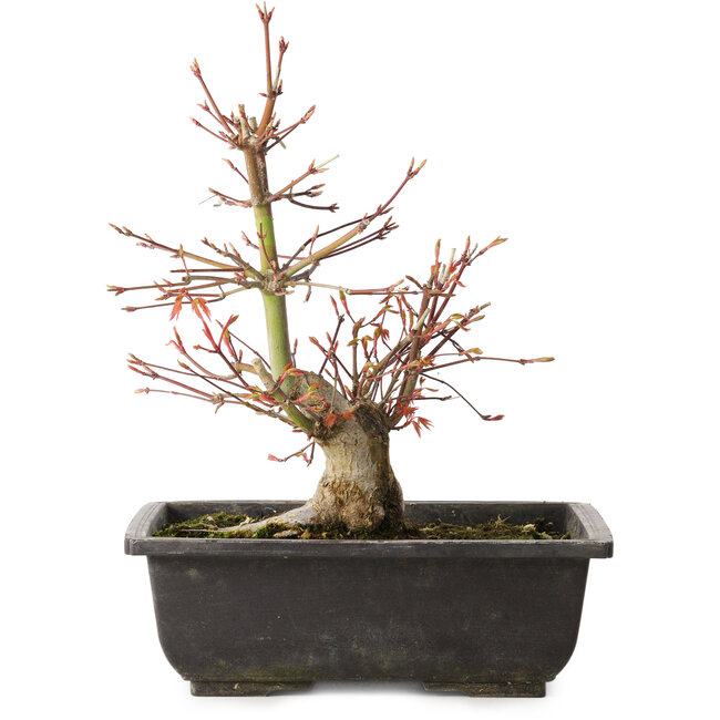 Acer palmatum, 26 cm, ± 15 jaar oud