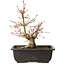 Acer palmatum, 26 cm, ± 15 jaar oud
