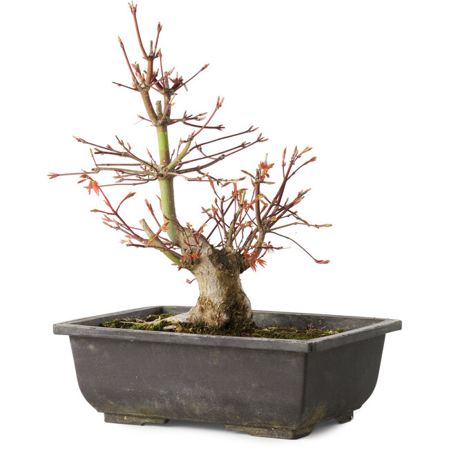 Acer palmatum, 26 cm, ± 15 anni