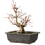 Acer palmatum, 26 cm, ± 15 jaar oud
