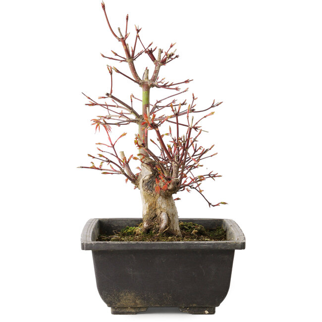 Acer palmatum, 26 cm, ± 15 anni
