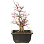 Acer palmatum, 26 cm, ± 15 jaar oud