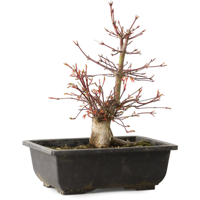 Acer palmatum, 26 cm, ± 15 anni