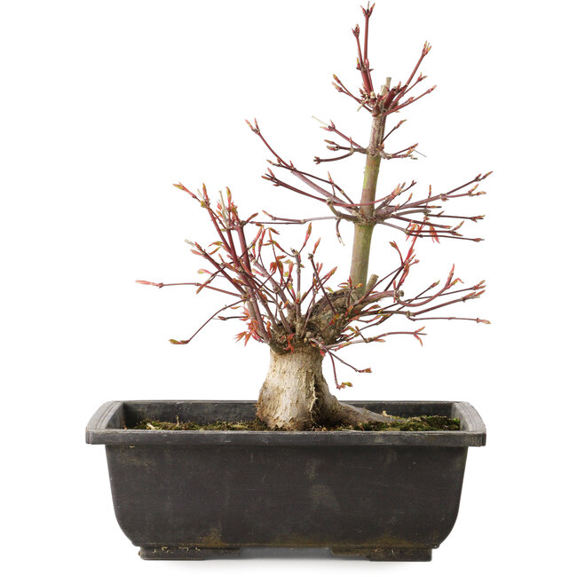 Acer palmatum, 26 cm, ± 15 years old