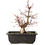 Acer palmatum, 26 cm, ± 15 jaar oud