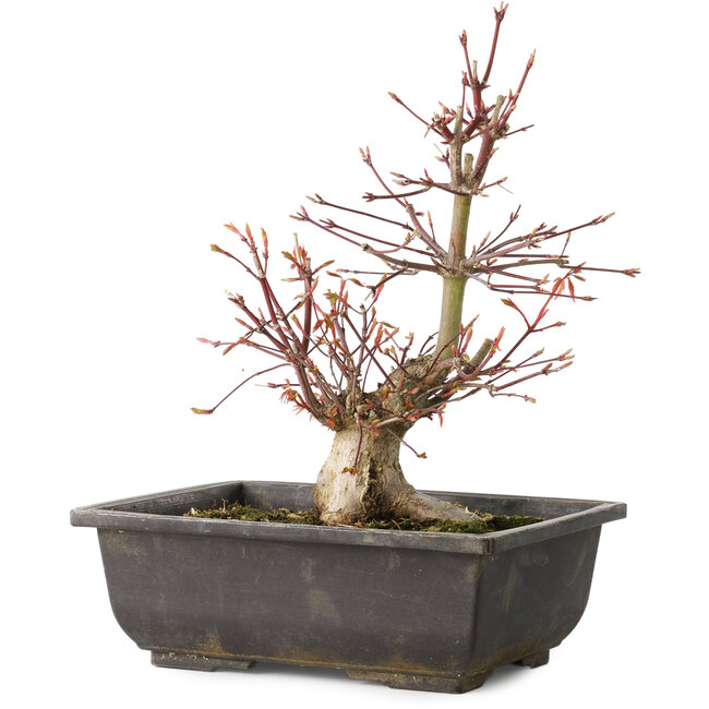 Acer palmatum, 26 cm, ± 15 years old