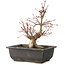 Acer palmatum, 26 cm, ± 15 jaar oud