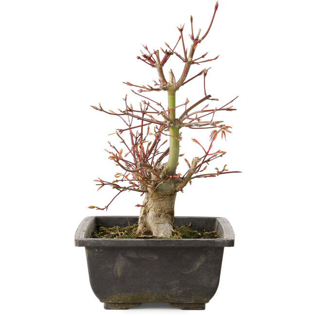 Acer palmatum, 26 cm, ± 15 anni