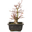 Acer palmatum, 26 cm, ± 15 jaar oud