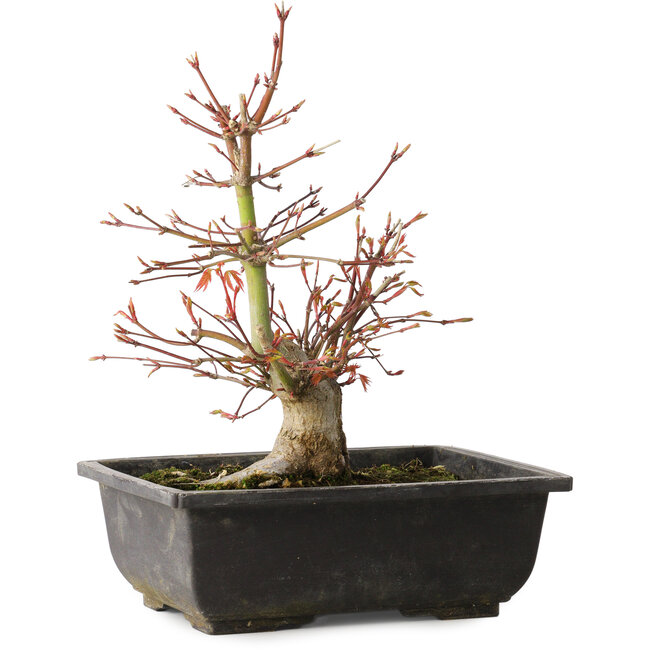 Acer palmatum, 26 cm, ± 15 years old