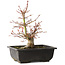 Acer palmatum, 26 cm, ± 15 jaar oud