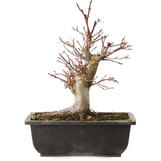 Acer palmatum, 26 cm, ± 15 jaar oud