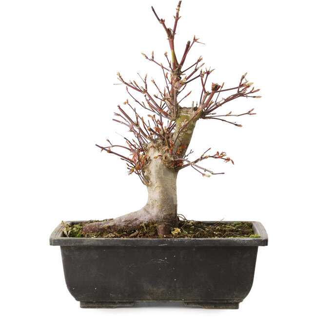 Acer palmatum, 26 cm, ± 15 jaar oud