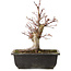 Acer palmatum, 26 cm, ± 15 jaar oud