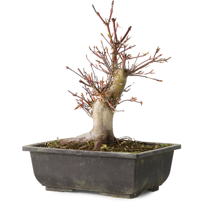 Acer palmatum, 26 cm, ± 15 jaar oud